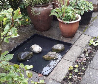 Plastbakker sorte 59 x 59 x 7 cm