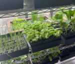 Plante starter så- og priklesæt